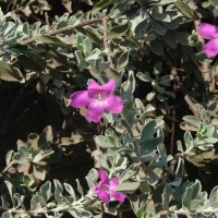 Leucophyllum frutescens (Berland.) I.M.Johnst.